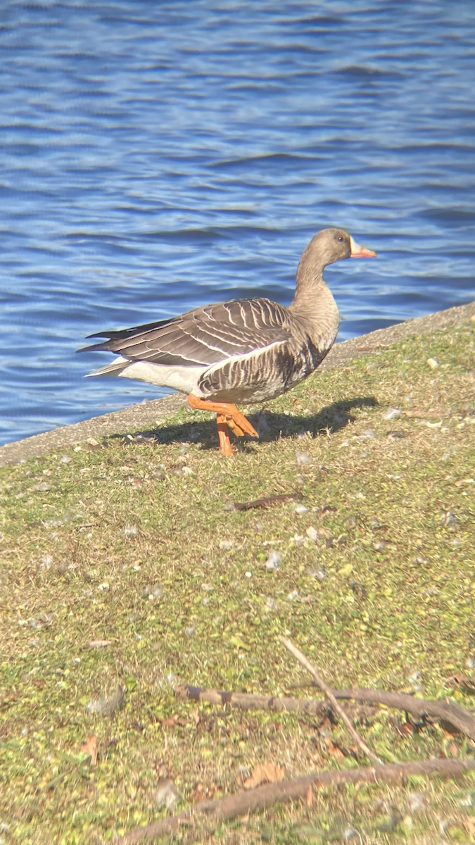 Greater White-fronted Goose - Jonathan Green