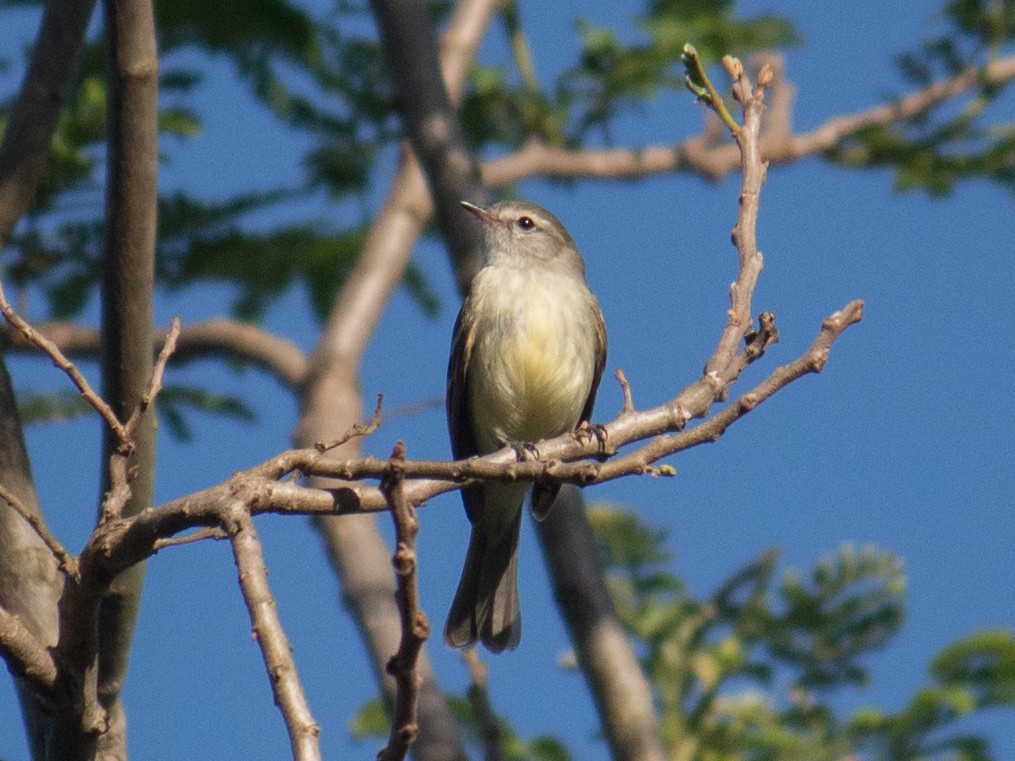 Southern Mouse-colored Tyrannulet - ML611363159