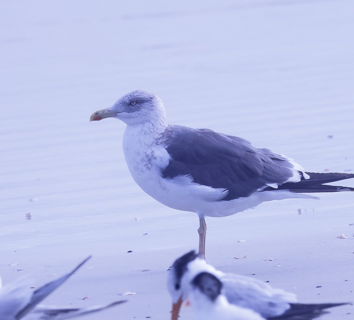 Lesser Black-backed Gull (graellsii) - ML611363213