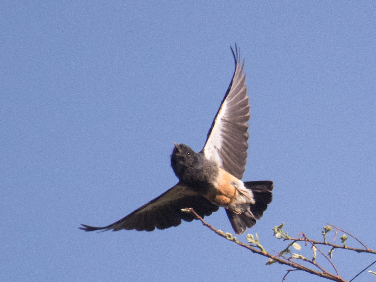 Swallow-winged Puffbird - ML611363376