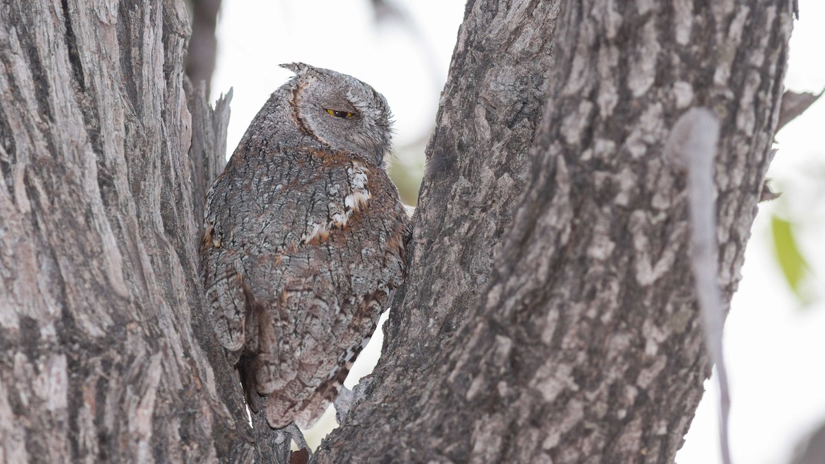 African Scops-Owl (African) - ML611363382