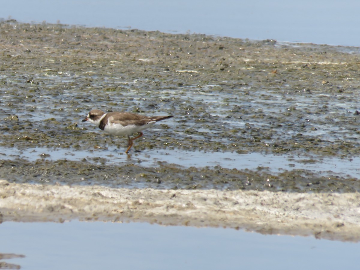 Semipalmated Plover - ML611363442