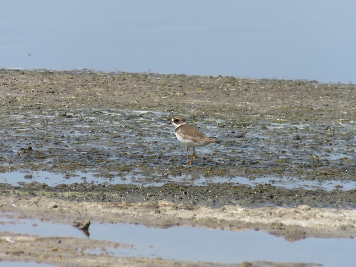 Semipalmated Plover - ML611363443