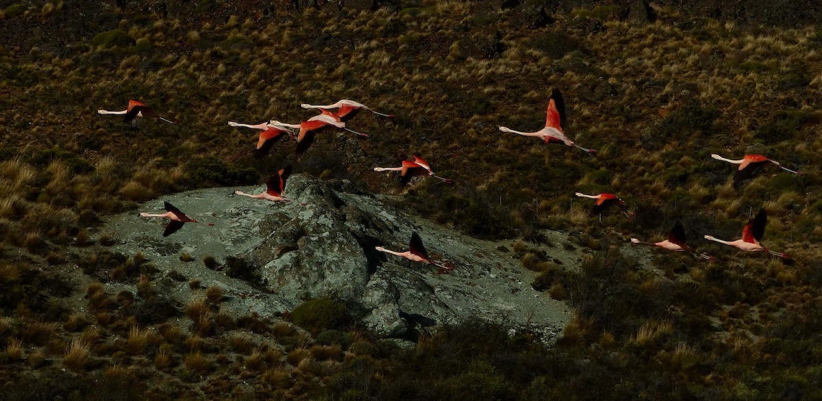 Chilean Flamingo - ML611363577
