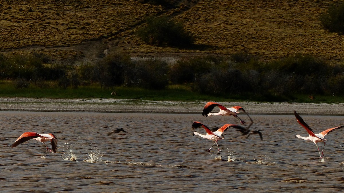 Chilean Flamingo - ML611363578