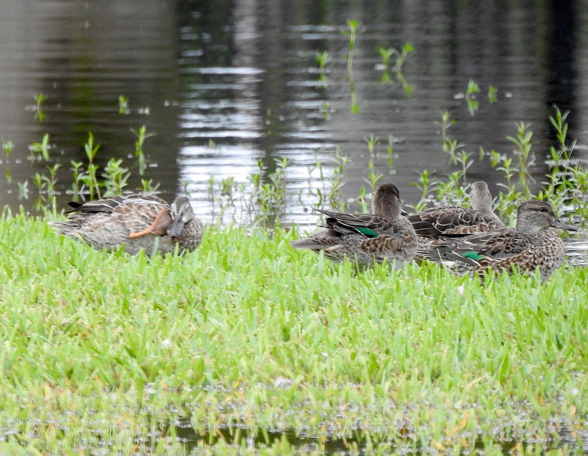 Green-winged Teal - ML611363610