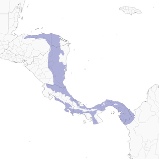 Distribution of the Northern Black-throated Trogon - Range Map