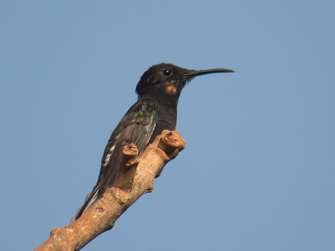 kolibřík černobílý - ML611363859