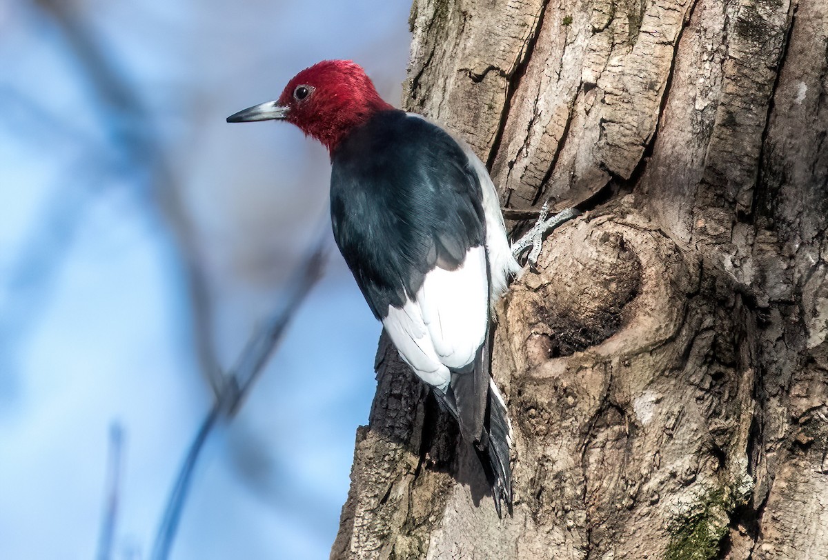 Red-headed Woodpecker - ML611363896