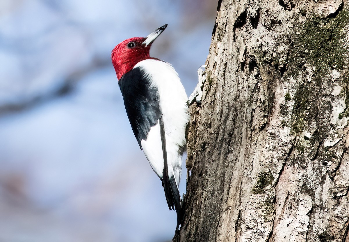 Red-headed Woodpecker - ML611363897