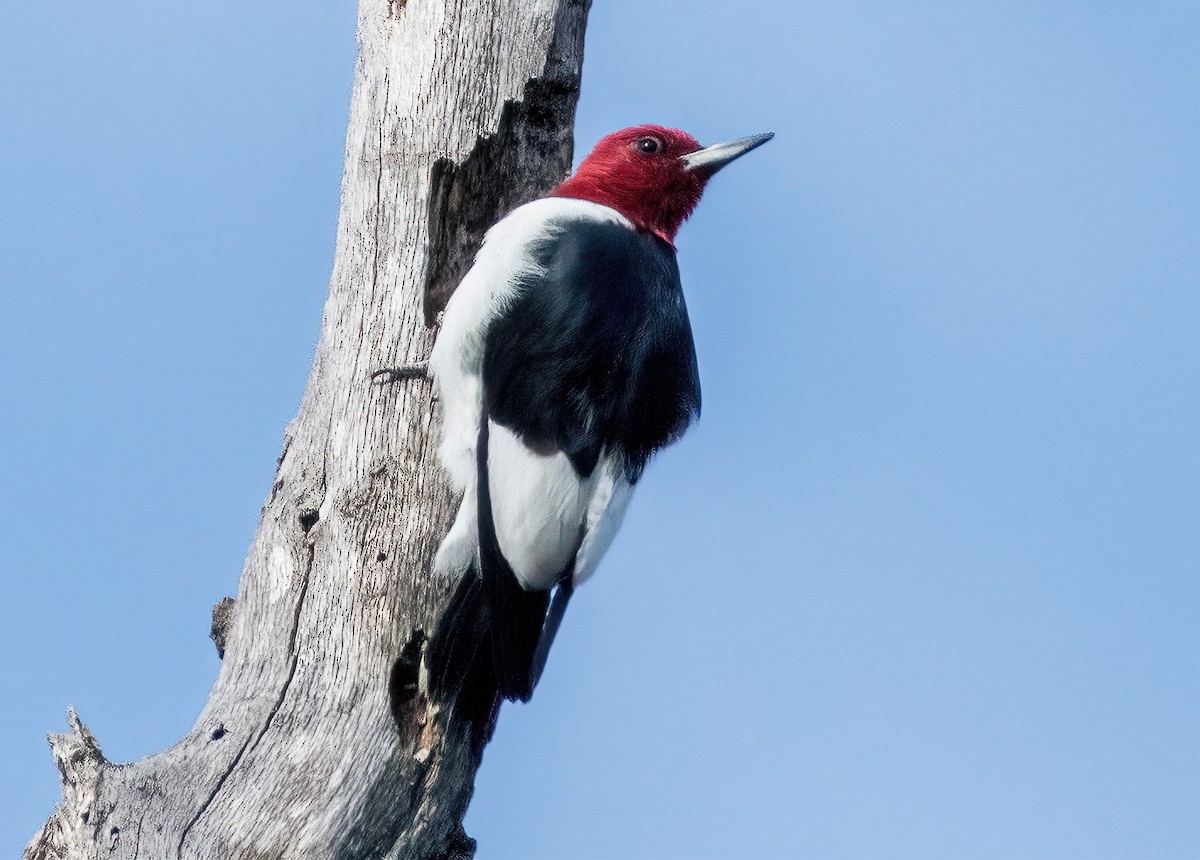 Red-headed Woodpecker - ML611363898
