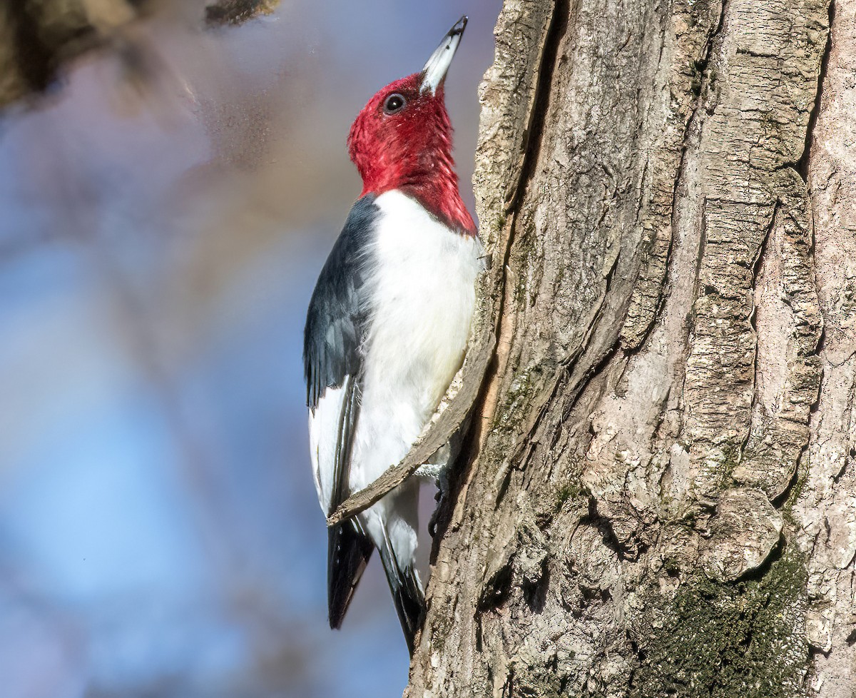 Red-headed Woodpecker - ML611363899