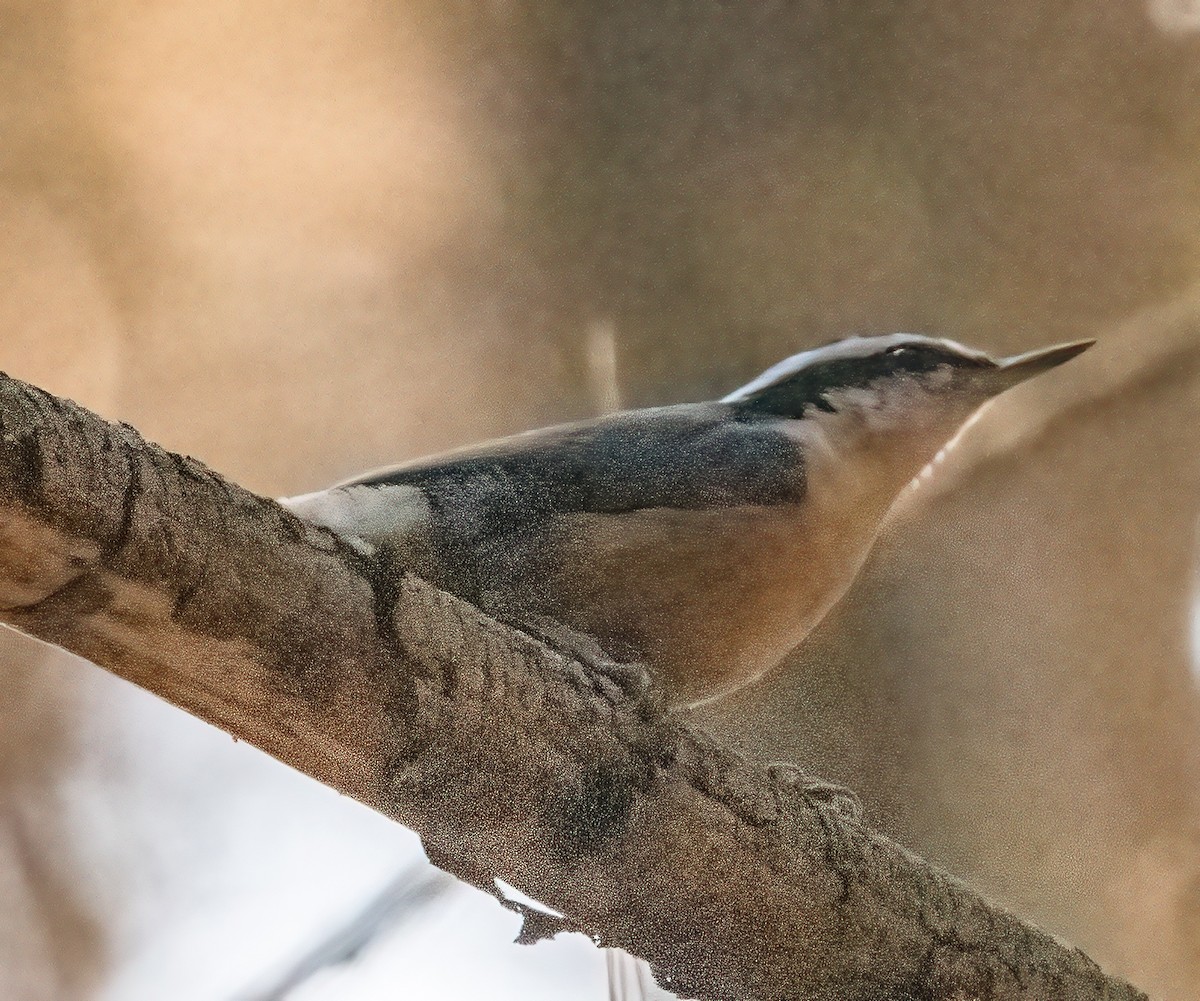 Red-breasted Nuthatch - ML611363901
