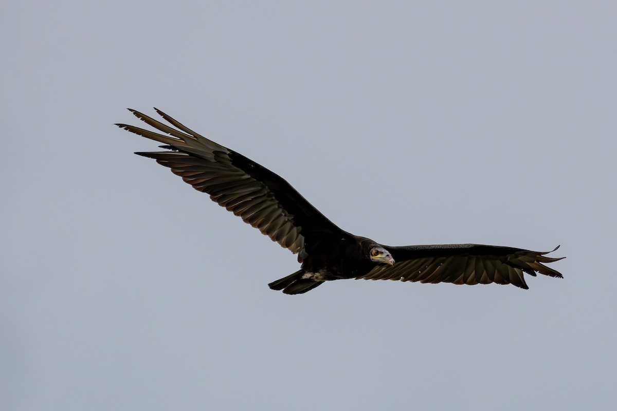 Lesser Yellow-headed Vulture - Gustavo Dallaqua
