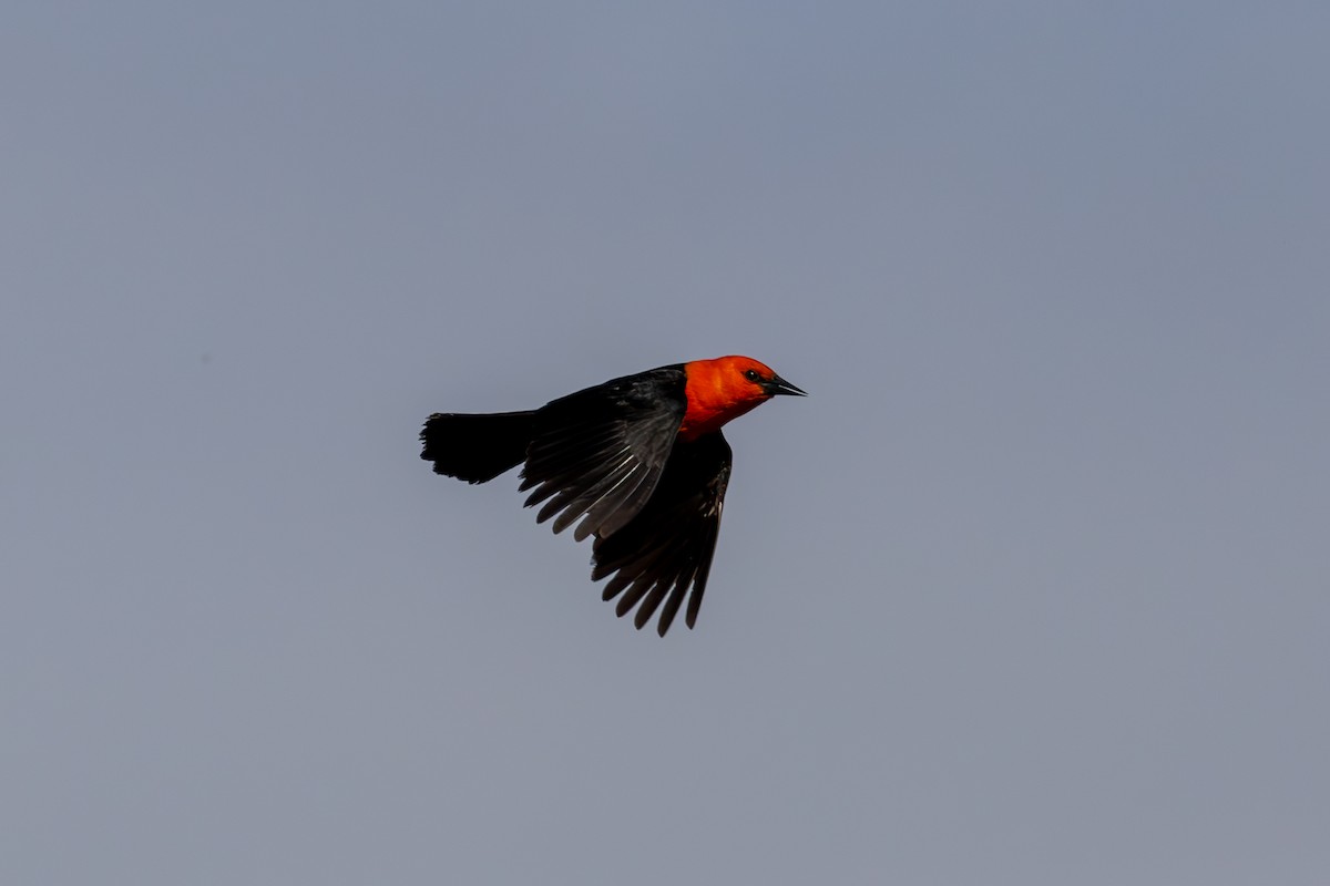 Scarlet-headed Blackbird - ML611364624