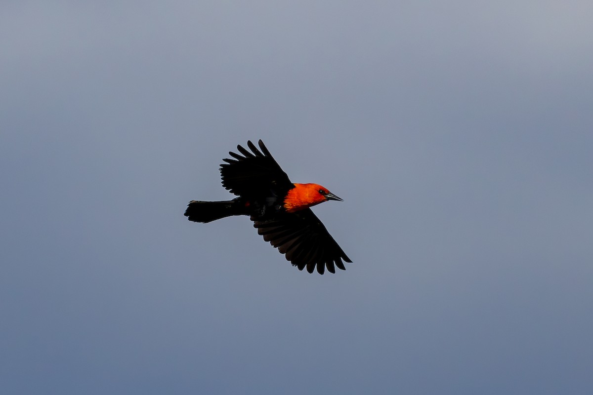 Scarlet-headed Blackbird - ML611364625