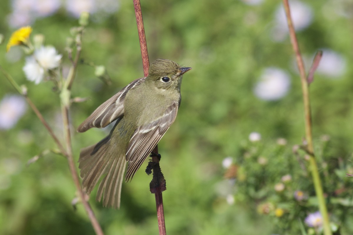 Western Flycatcher - Nathan Dubrow