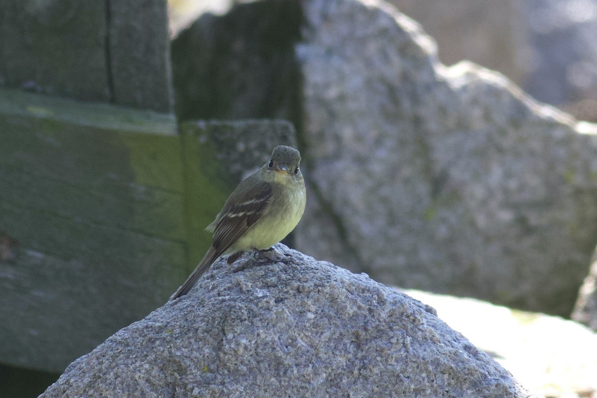 Western Flycatcher - Nathan Dubrow