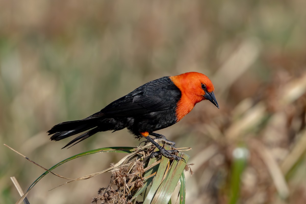 Scarlet-headed Blackbird - Gustavo Dallaqua