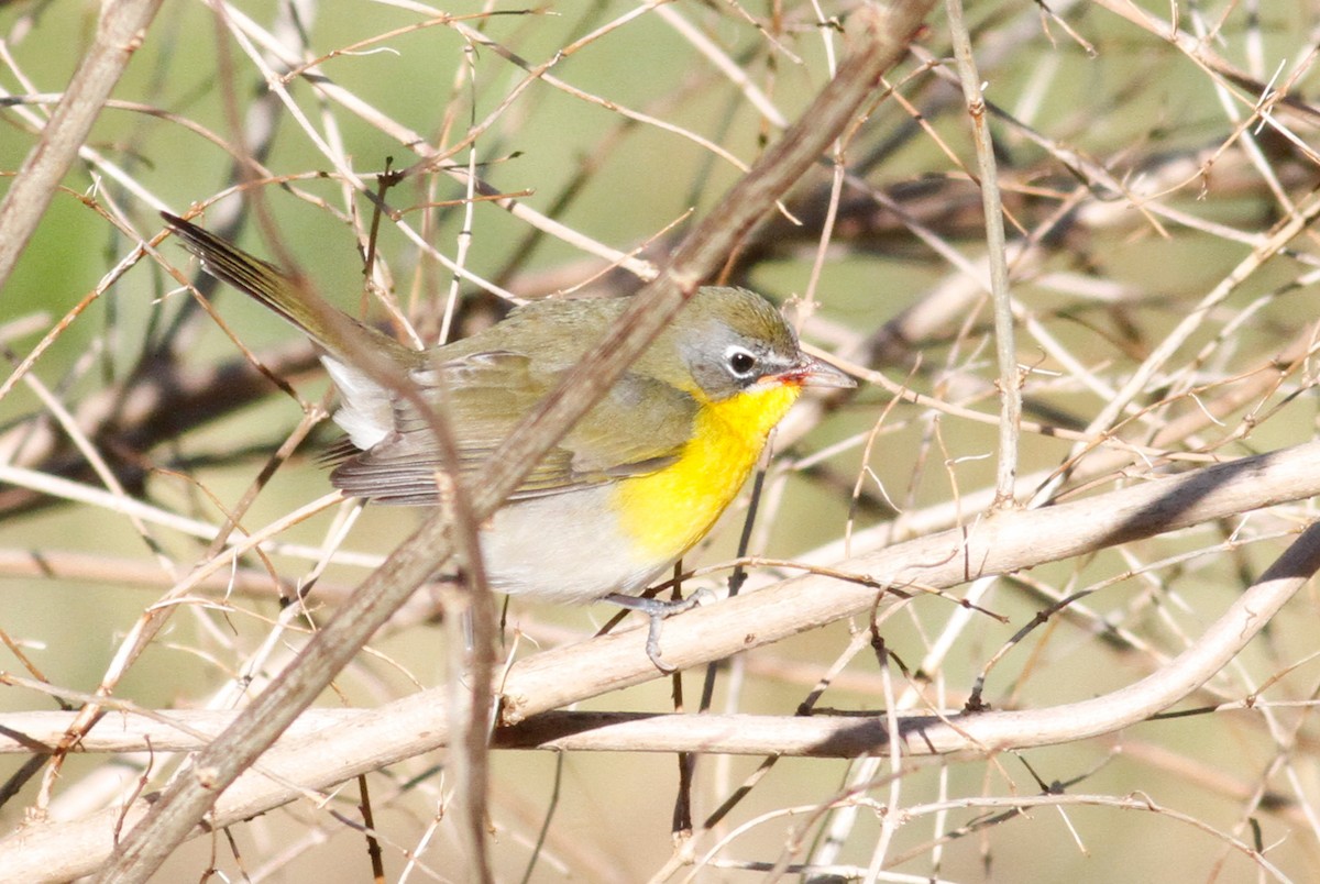 Yellow-breasted Chat - ML611364904