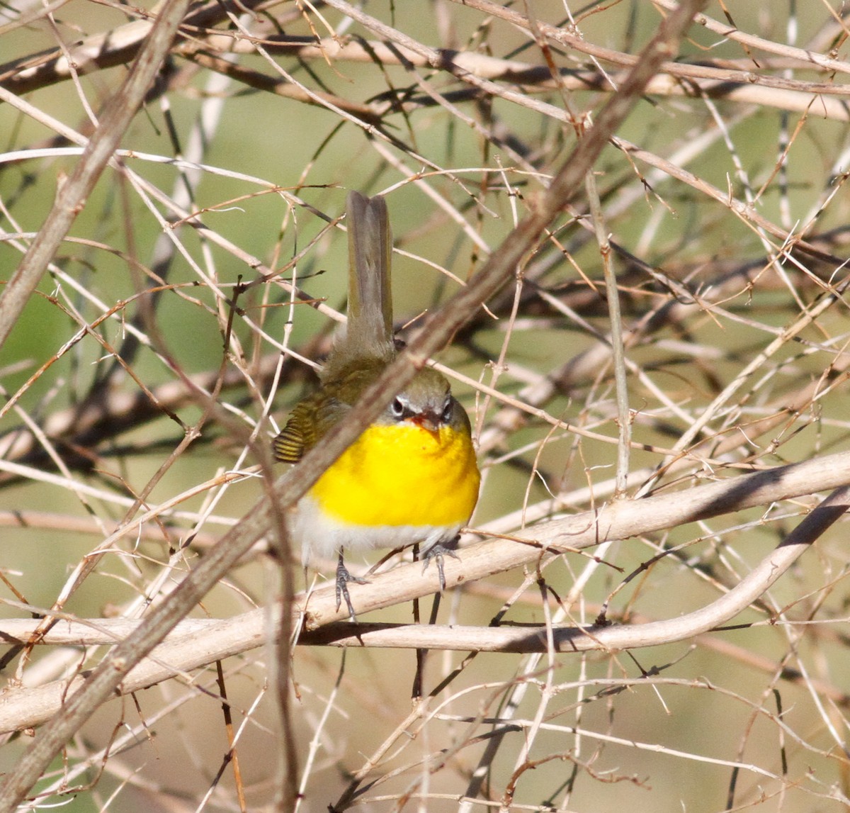 Yellow-breasted Chat - ML611364907
