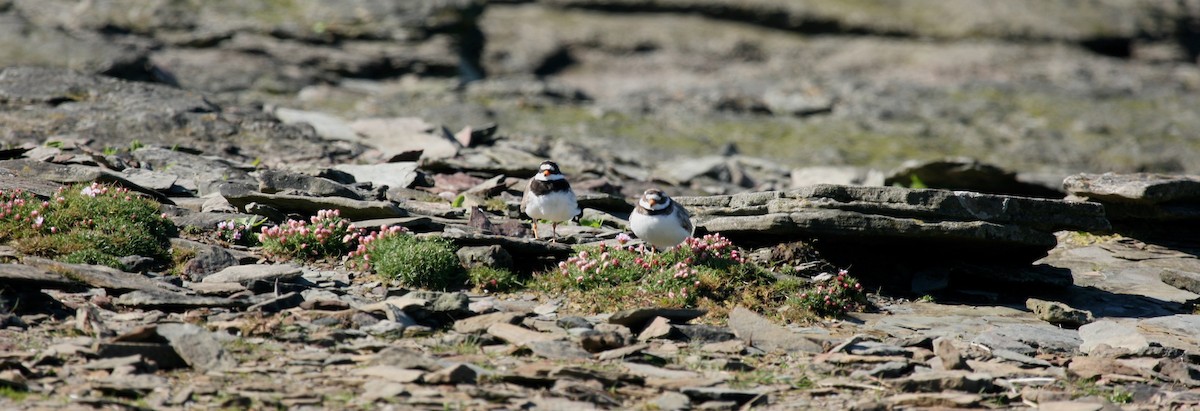 Common Ringed Plover - ML611365275