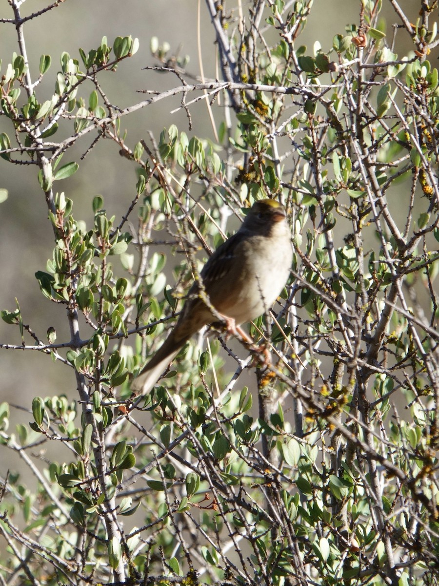 Golden-crowned Sparrow - Colleen Radebaugh