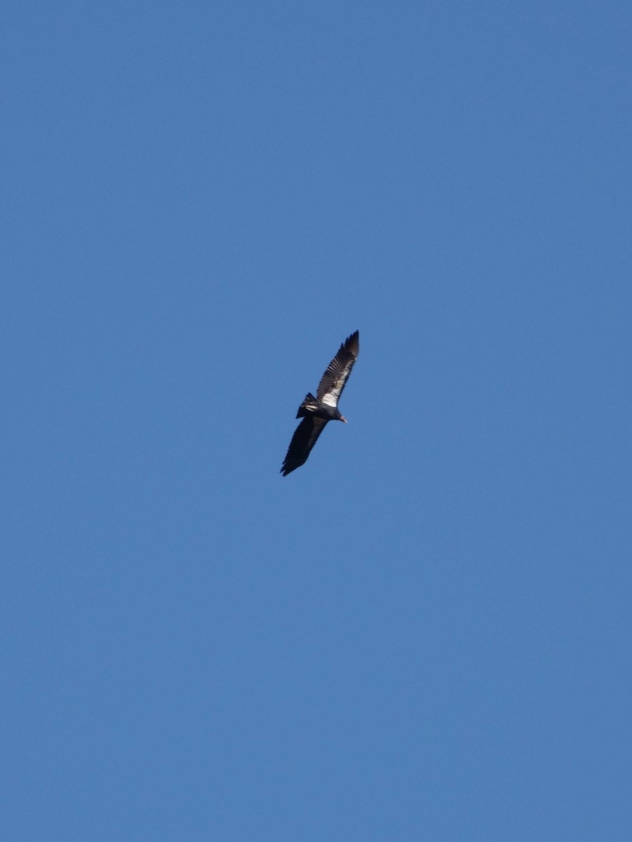 Condor de Californie - ML611366402