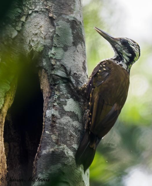 Golden-crowned Woodpecker - ML611366759