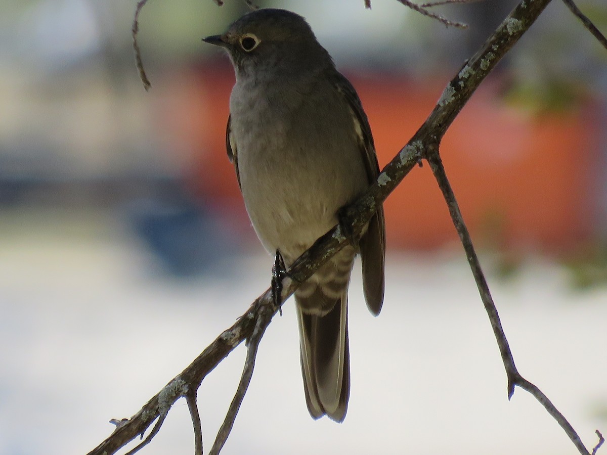 eBird Checklist 15 Feb 2017 Harbor Lakes Trail near Harbor Marina