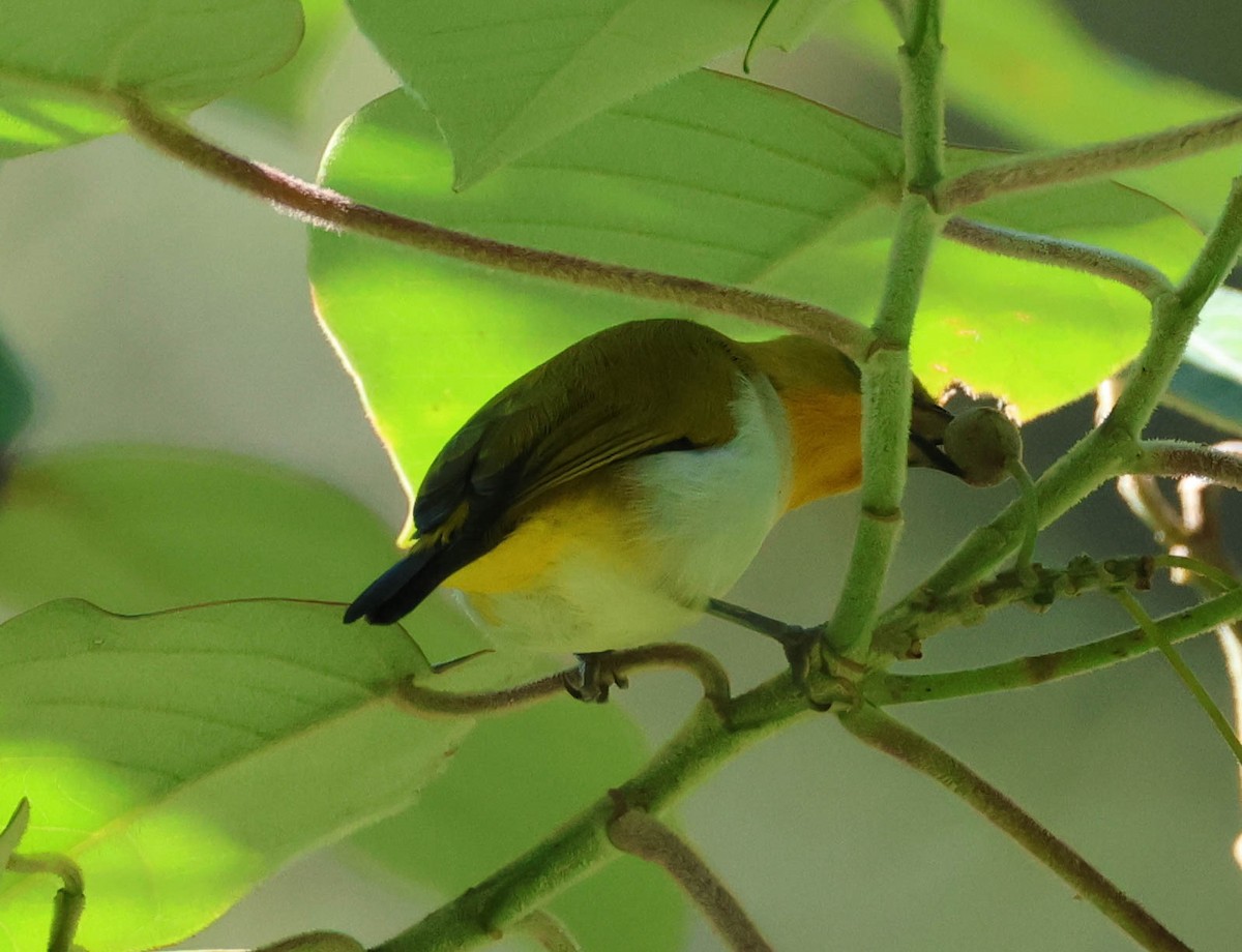 Black-fronted White-eye (Green-fronted) - ML611366933