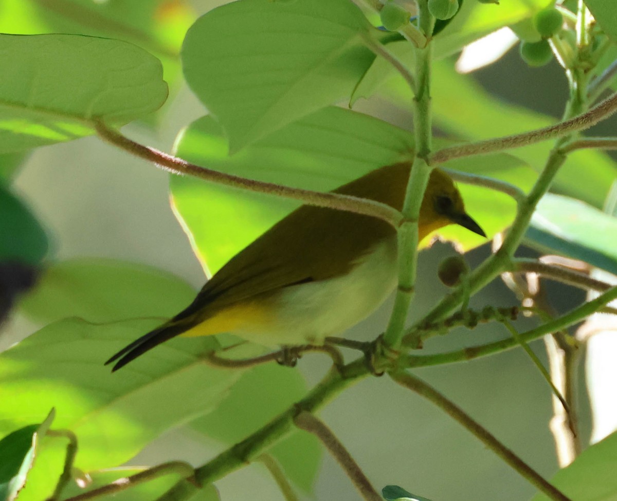 Black-fronted White-eye (Green-fronted) - ML611366934