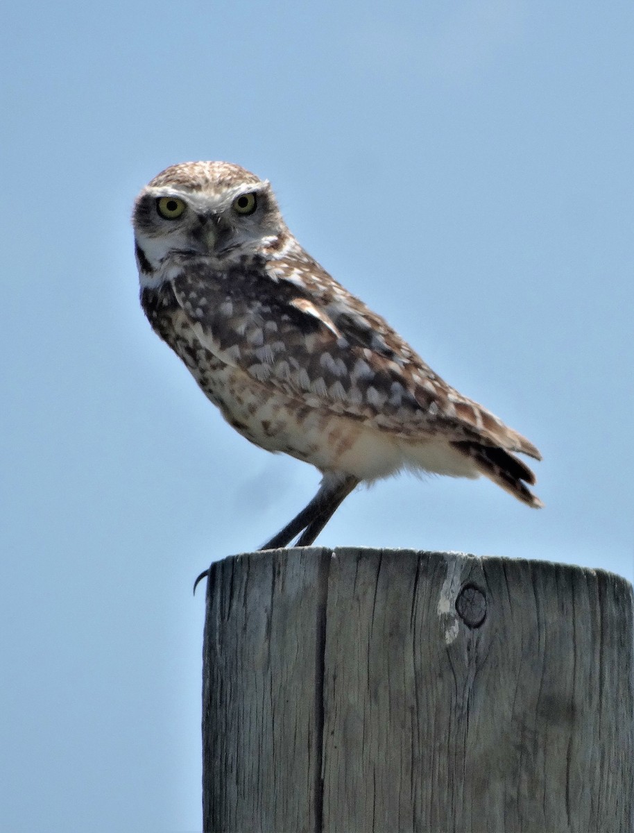 Burrowing Owl - Brian Johnson
