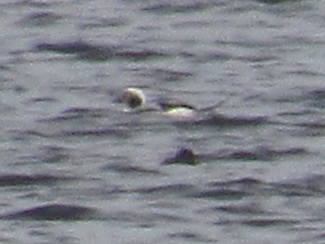 Long-tailed Duck - ML611367274