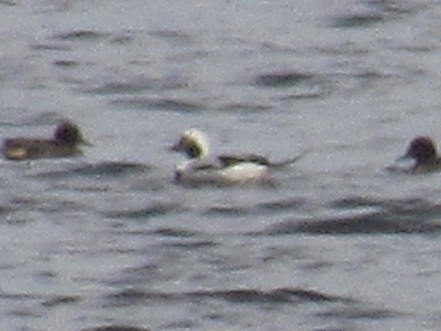 Long-tailed Duck - ML611367275