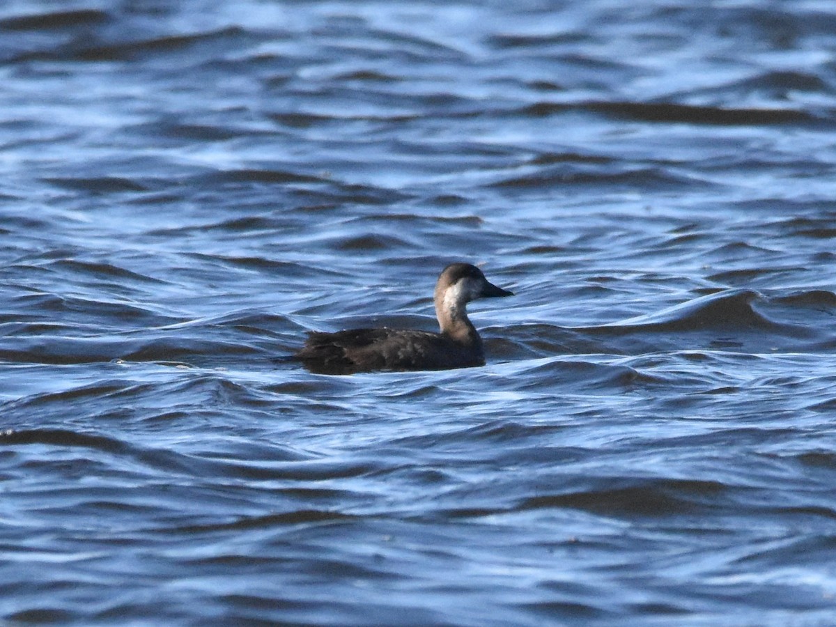 Mass Audubon eBird Checklist - 19 Nov 2023 - Oldham Pond, Pembroke - 13 ...