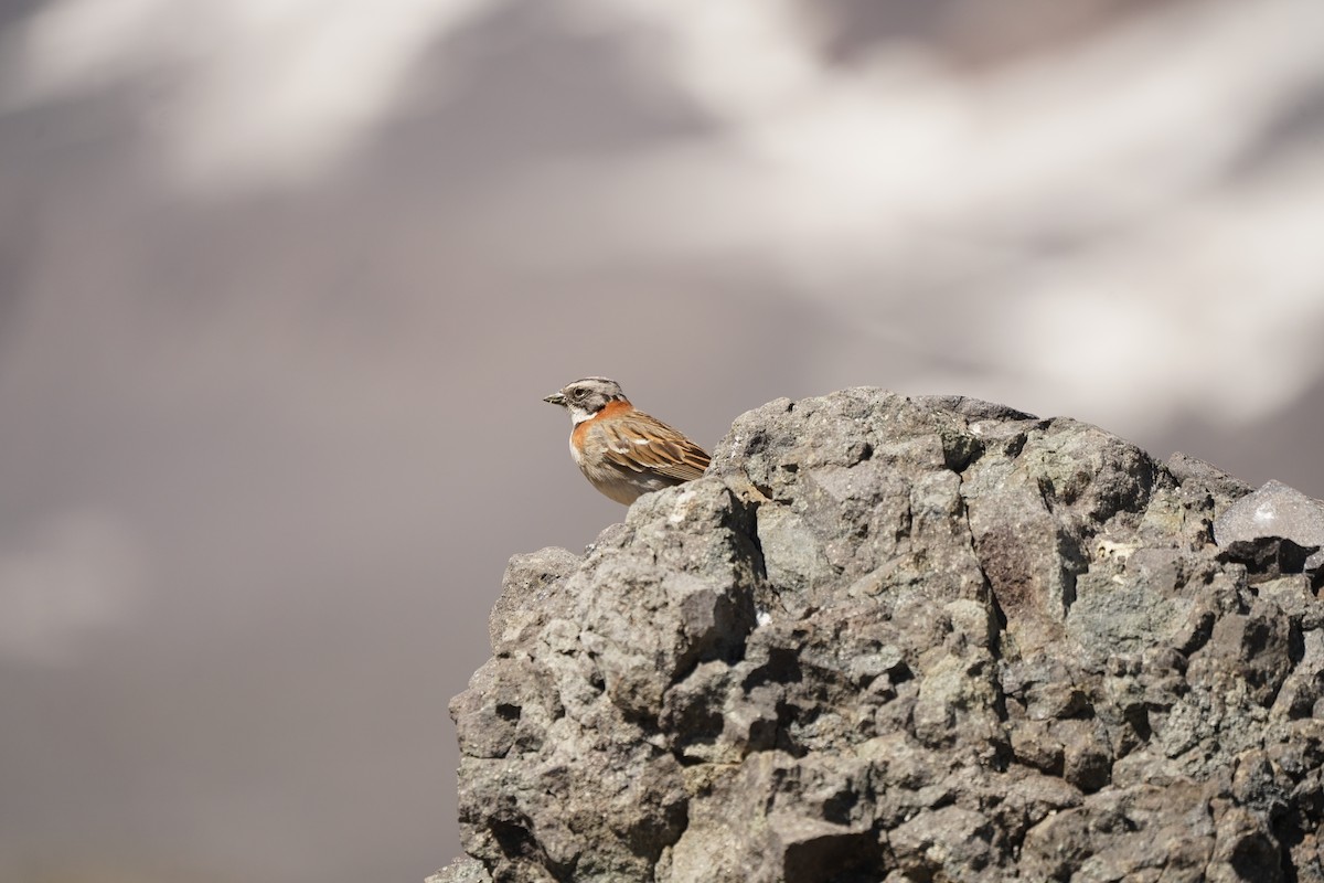 Rufous-collared Sparrow - ML611367484