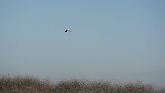 White-tailed Kite - ML611367603