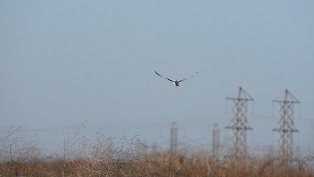 White-tailed Kite - ML611367604