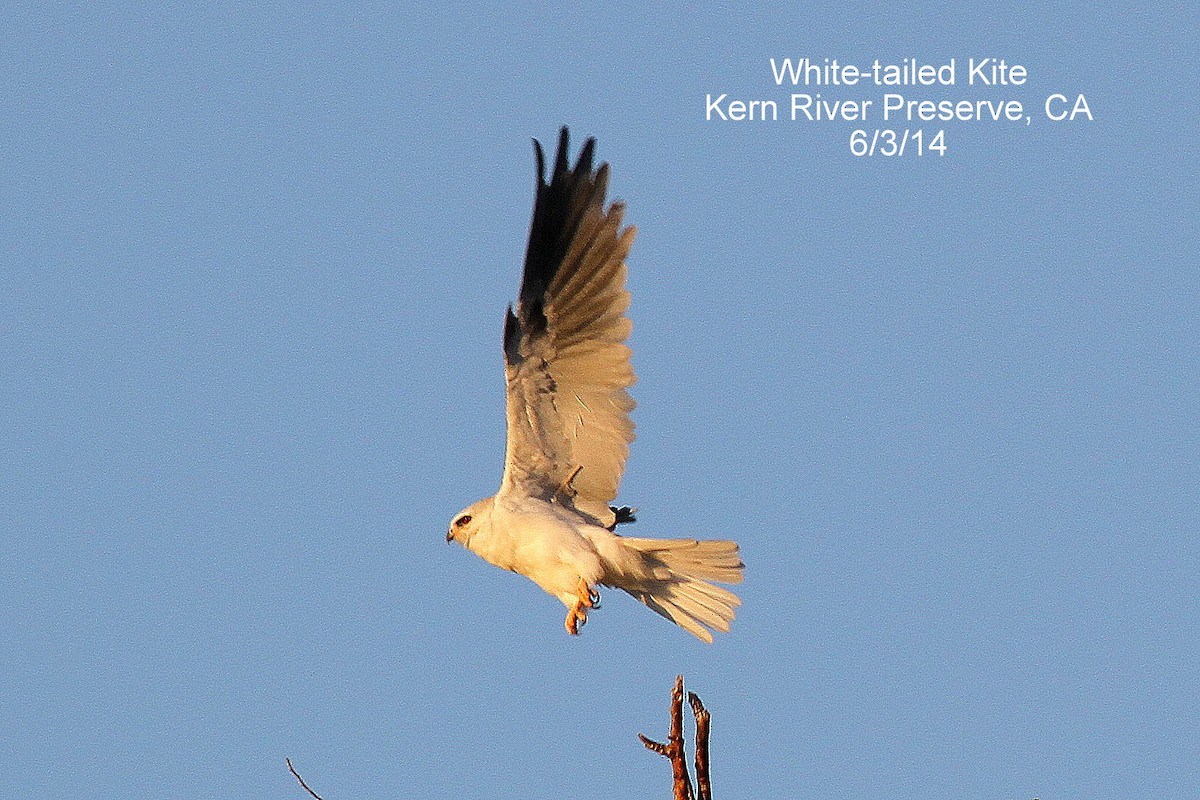 White-tailed Kite - ML611367770