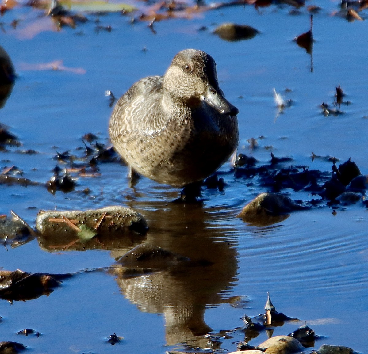 Mass Audubon eBird Checklist 20 Nov 2023 Arlington Reservoir 17 species