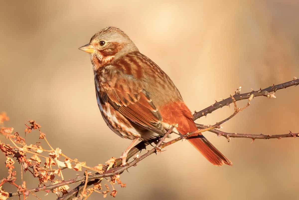 Fox Sparrow (Red) - Scott Young