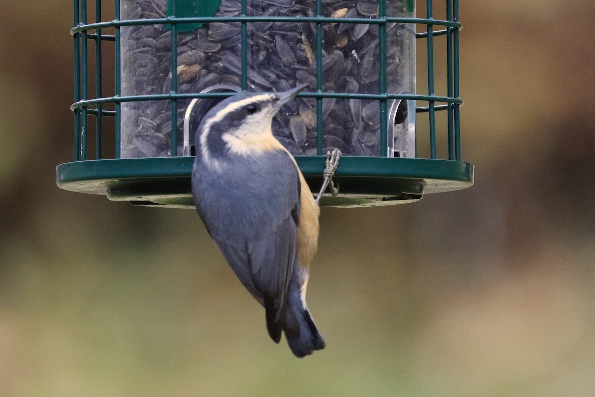 Red-breasted Nuthatch - ML611368113