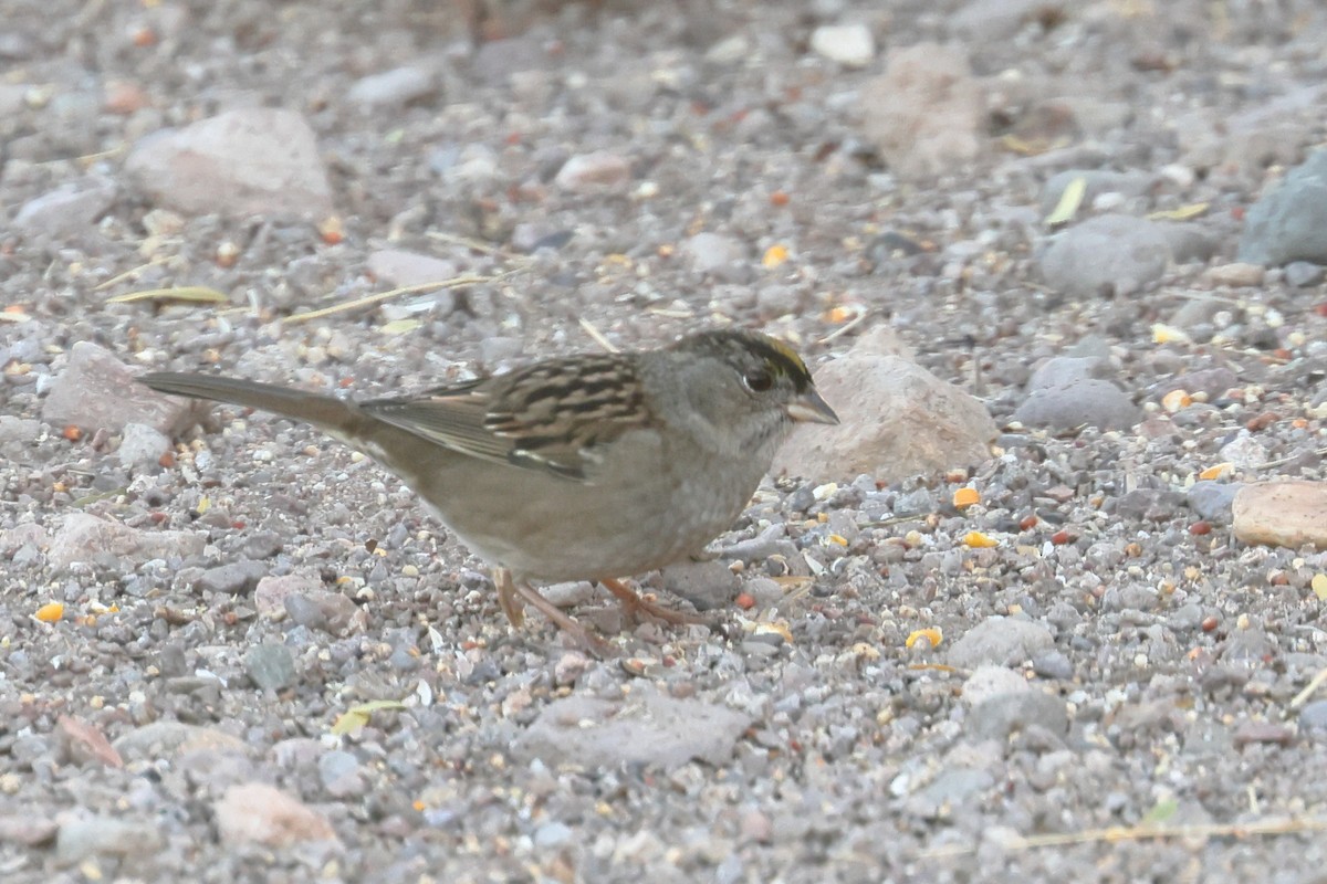 Golden-crowned Sparrow - ML611368125