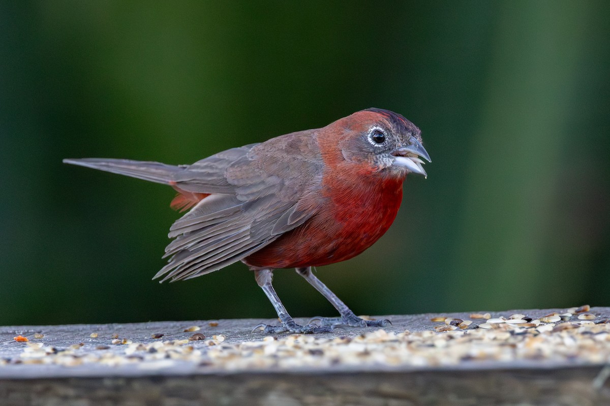 Red-crested Finch - Gustavo Dallaqua