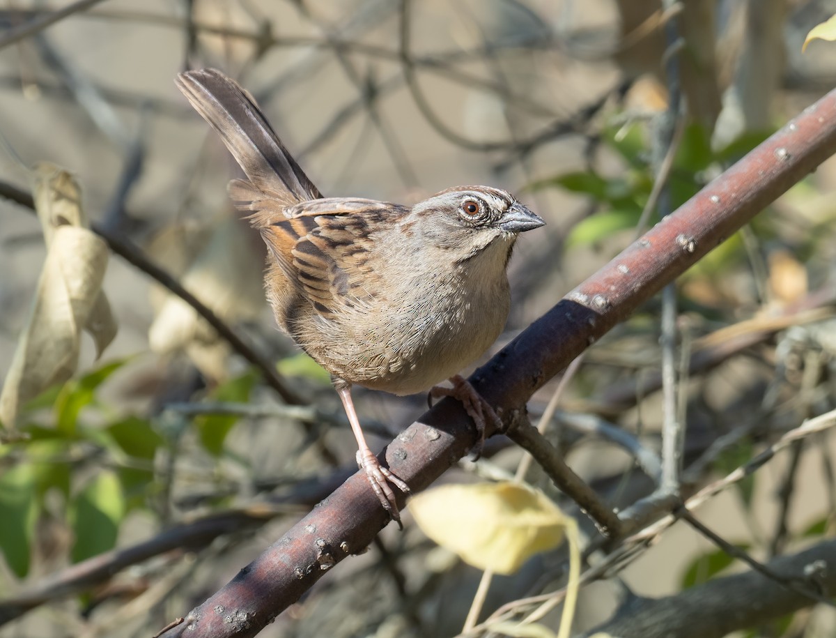 Oaxaca Sparrow - ML611368315