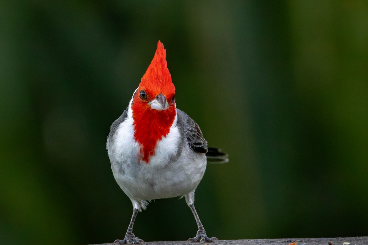 Red-crested Cardinal - ML611368389