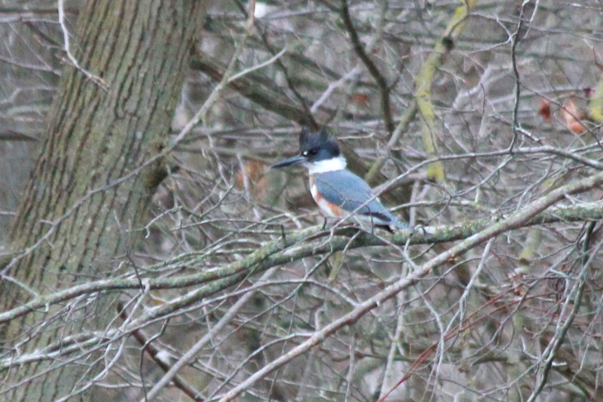 Belted Kingfisher - ML611368475