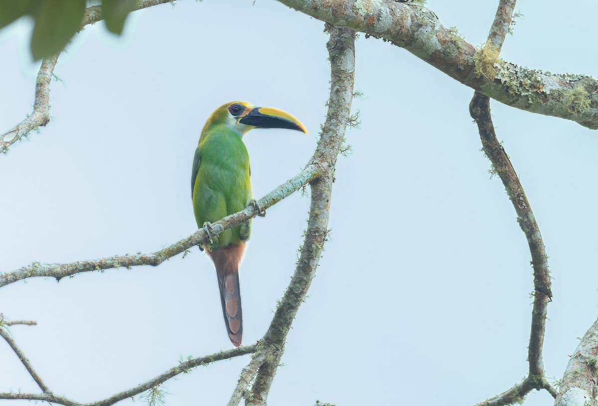 Northern Emerald-Toucanet (Wagler's) - ML611368906
