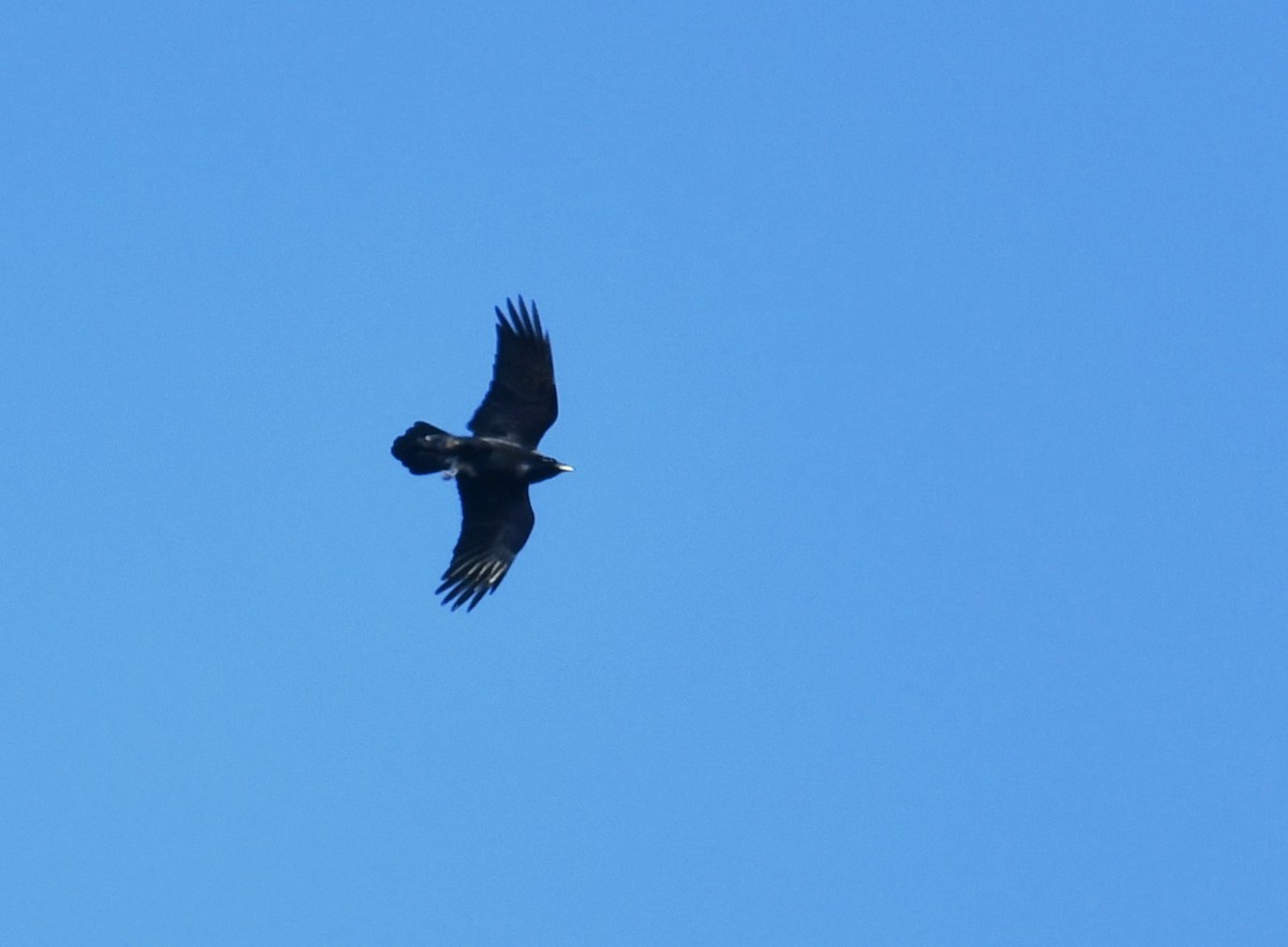 Common Raven - ML611369126